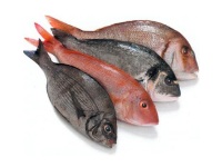 ryba